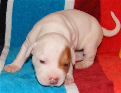 Puppies in AL